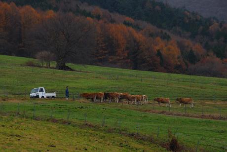 2010年今シーズンのジャージー牛の放牧が終了しました