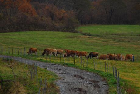 2010年今シーズンのジャージー牛の放牧が終了しました