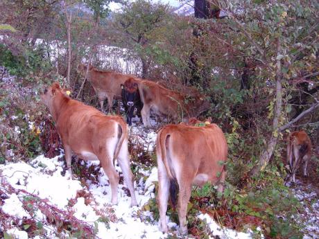 初雪の放牧牛