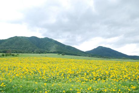 蒜山高原に咲き乱れるヒマワリの花