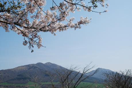 蒜山高原では中国地方でも一番遅くまで桜が楽しめます。
